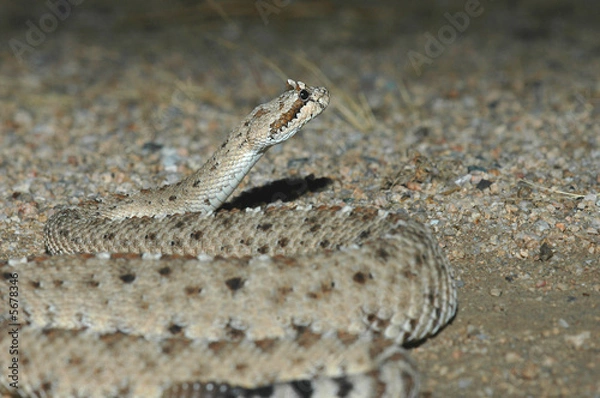 Fototapeta An image of a sidewinder rattlesnake taken at night 