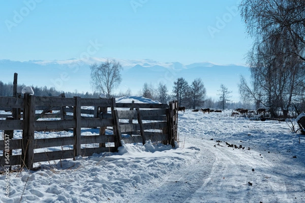Obraz A winter rural landscape with a makeshift fence in the foreground and cows in the background.