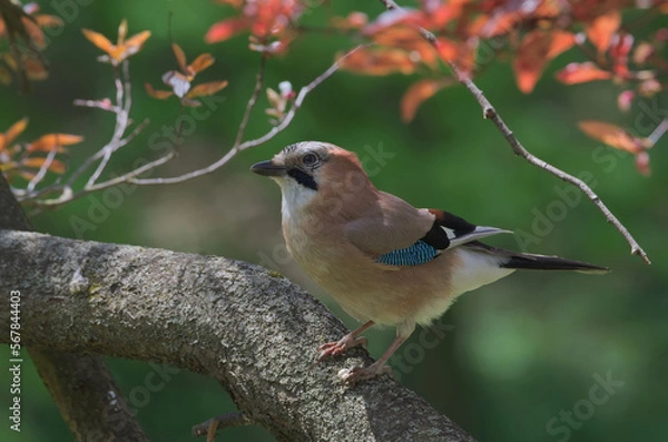 Obraz Wiosenna sójka