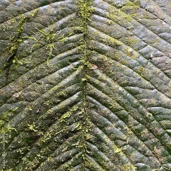 Fototapeta plant leather