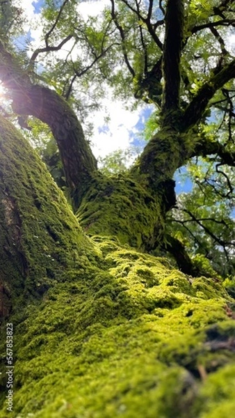Fototapeta green forest 