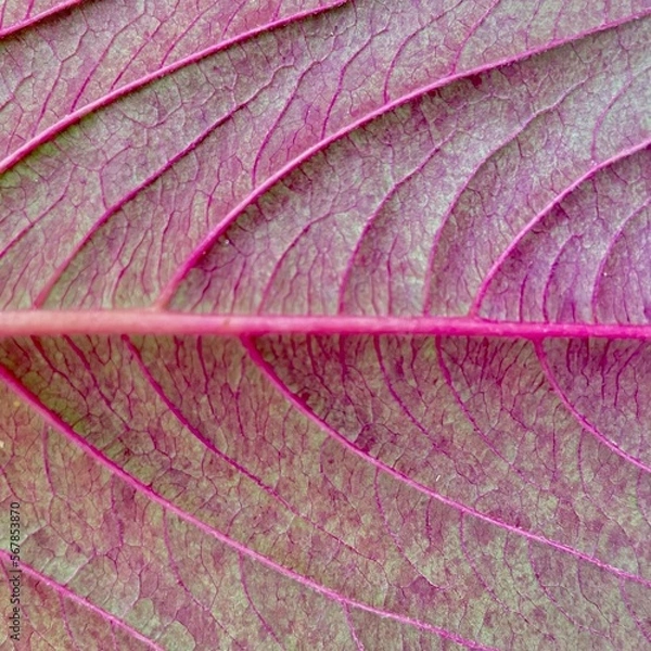Fototapeta leaf texture