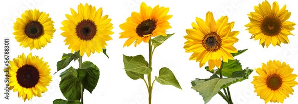 Fototapeta sunflower element PNG format is easy to use