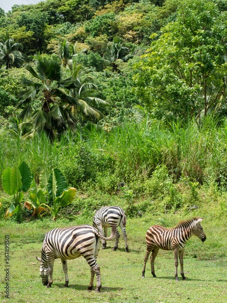 Obraz zebra in the zoo