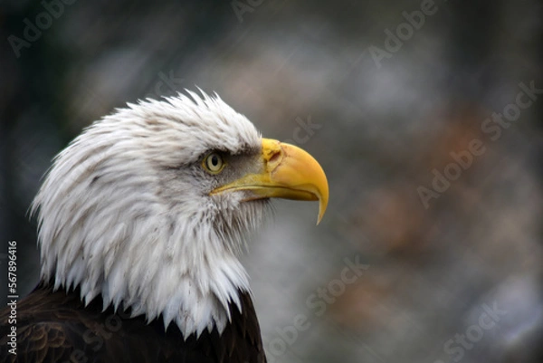 Fototapeta American bald eagle