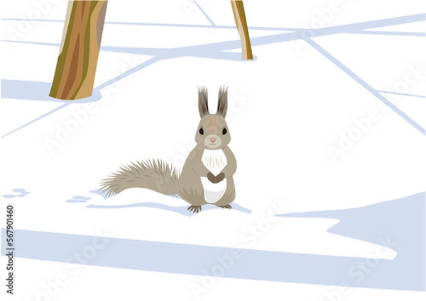 Fototapeta 冬の雪原にいるエゾリス01