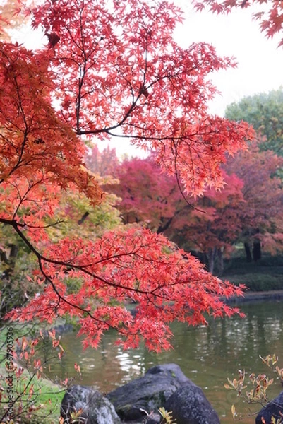 Obraz 池の周りの紅葉する木々