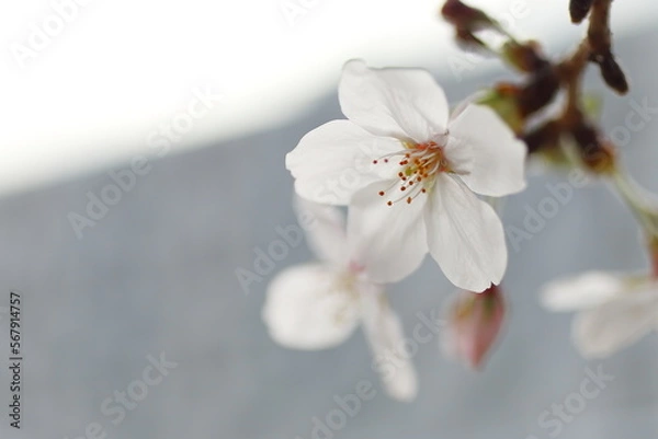 Fototapeta サクラ