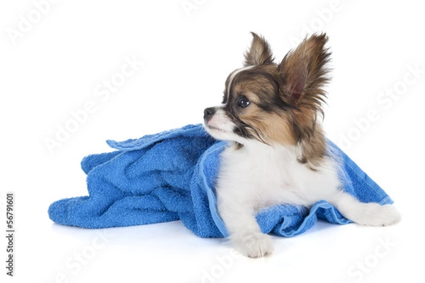 Fototapeta Papillon puppy in a towel