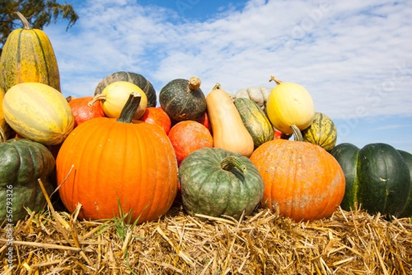 Obraz colorful pumpkins under a blue sky