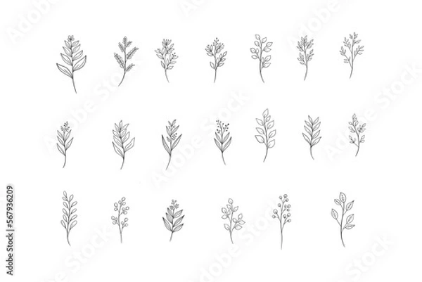 Obraz Botanical Line Art Illustrations. Natural and Hand Drawn Designs for Invitations, Posters, and Digital Art