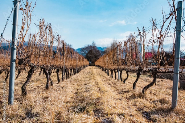 Obraz ワインブドウ畑の冬の風景