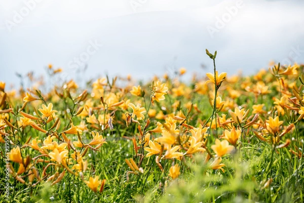 Fototapeta ニッコウキスゲの群生