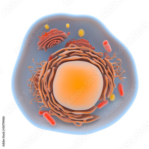 Obraz Structure of the human cell