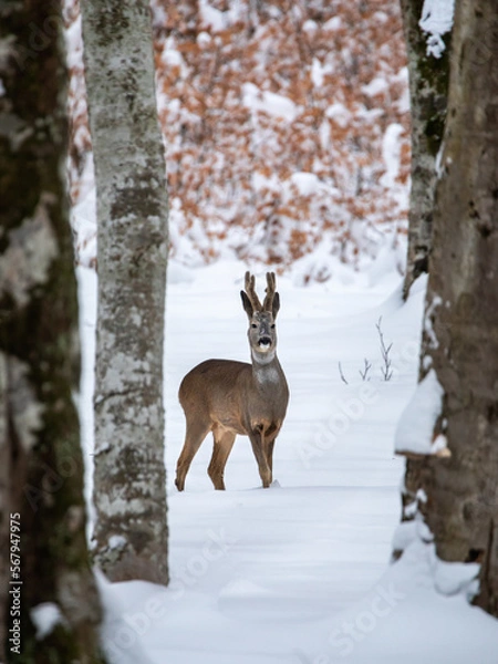 Obraz Portrait of a young male roe deer in the wild forest in winter season.  