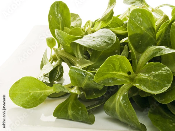 Fototapeta Feldsalat