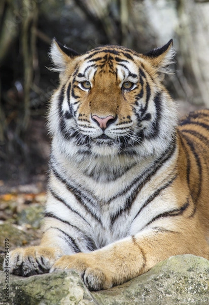 Fototapeta close up tiger