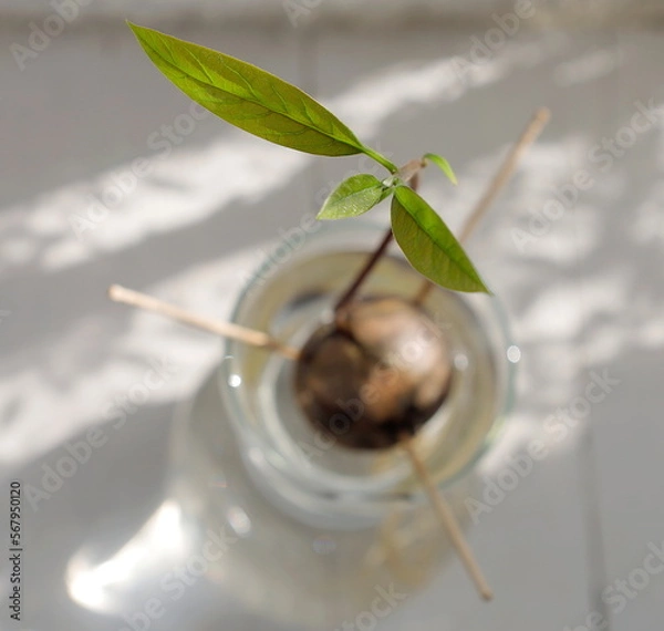 Obraz エコイメージ：新芽が伸びたアボカドの水耕栽培