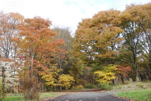 Obraz 山の紅葉する木々