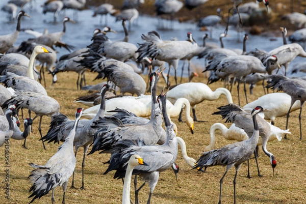 Fototapeta Trumpeting cranes in the spring