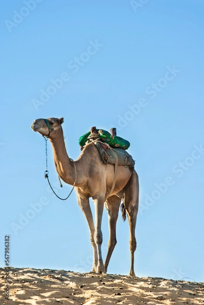 Obraz camel in the desert