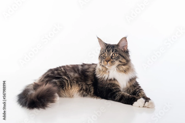 Fototapeta Curious Gray Maine Coon Cat Lying on White Desk with Reflection. White Background. Portrait