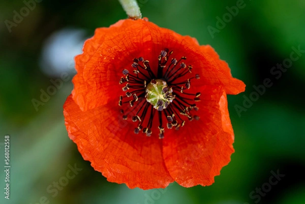 Obraz Flor de amapola