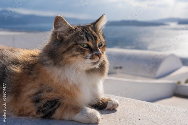 Fototapeta Cat on whitewashed wall, Oia village GR