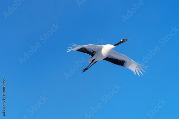 Obraz 飛翔するタンチョウ　美しい北海道観光の景色