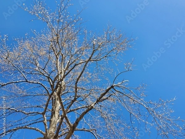 Obraz thin tree trunk stretching straight up towards the sky