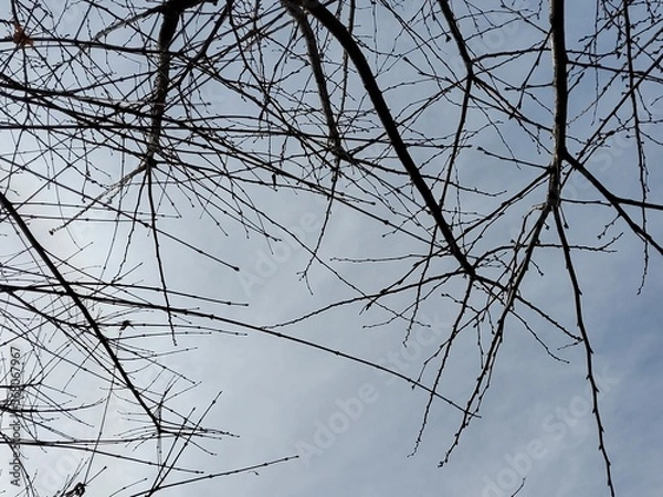 Obraz thin tree trunk stretching straight up towards the sky
