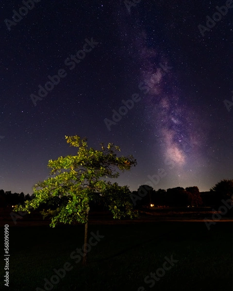 Obraz night sky with tree