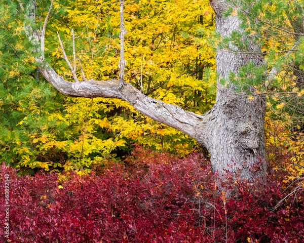 Obraz tree in autumn