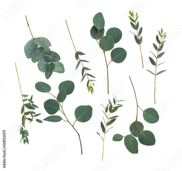 Fototapeta Different type of eucalyptus branches. Parvifolia, populus and cinerea eucalyptus leaves.