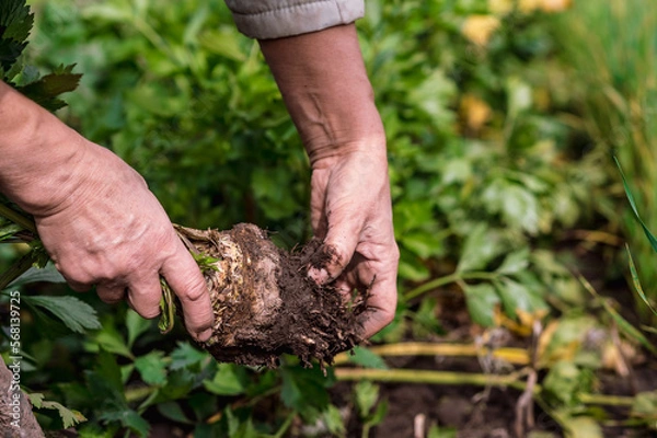 Fototapeta Farmer's hands are clearing the excavated celery root from the ground in close-up on the background of a garden bed on a sunny day. Background. Selective focus