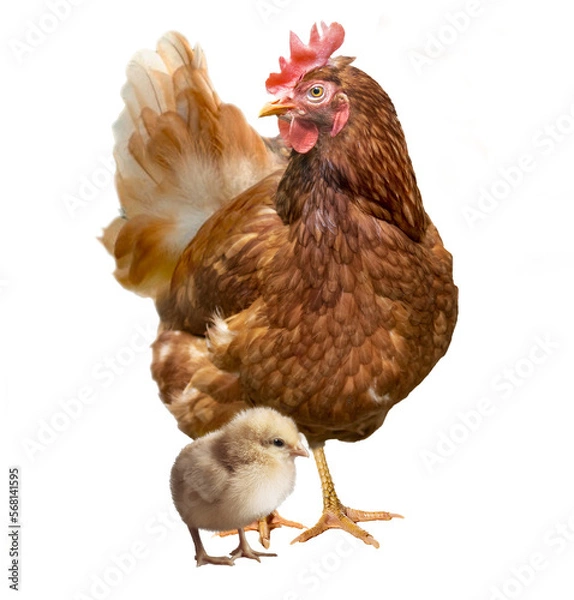 Obraz chicken and chick on transparent