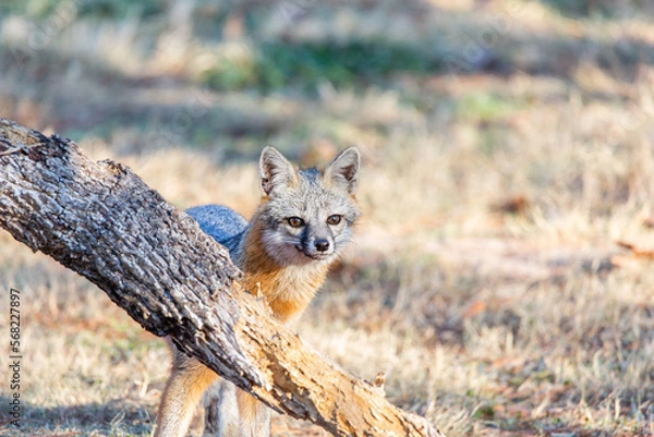 Obraz Young gray fox in back yard being curious.