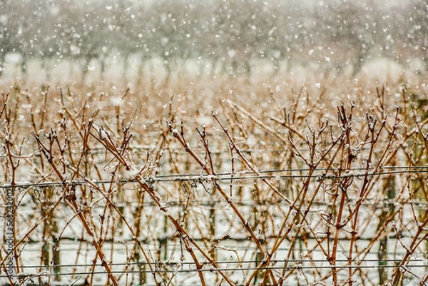 Fototapeta Snowfall in the vineyard