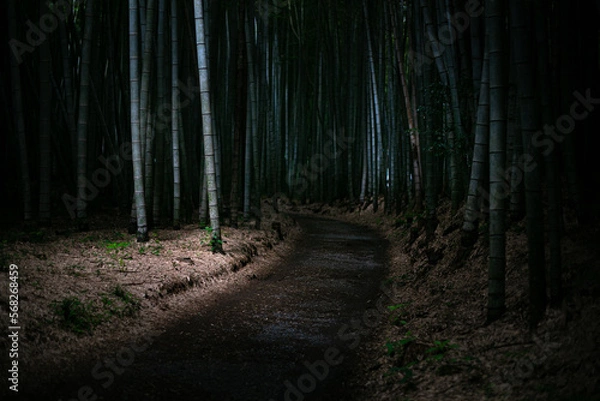 Obraz 竹林の散歩道