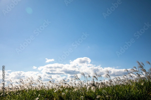 Obraz すすきと青空