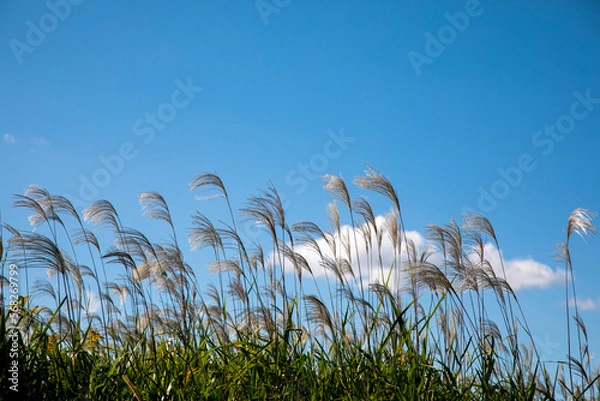 Obraz すすきと青空