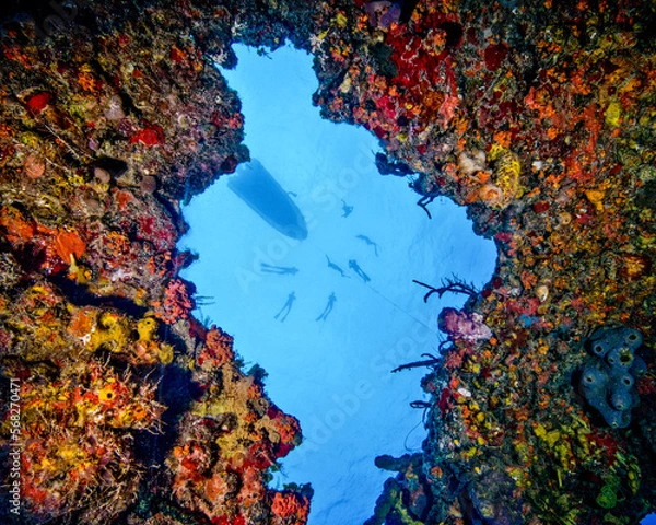 Obraz A Group of Free Divers are Photographed From Inside a Sunken Wreck at the Island of Bimini in the Bahamas