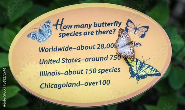 Fototapeta Butterflies  