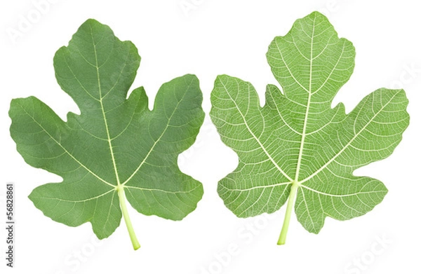 Fototapeta fig leaves