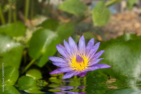 Obraz Purple lotus flower background