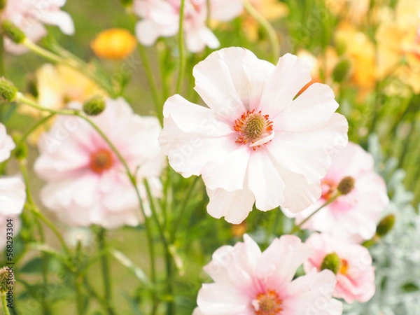 Fototapeta ラナンキュラス ラックス