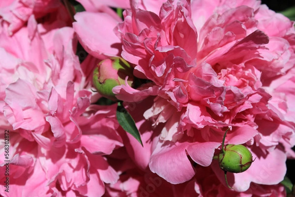 Fototapeta Peonies. Flower petals close-up. Spring flowers. Blooming peonies. Pink peonies on a black background. Blank for a puzzle and a postcard.