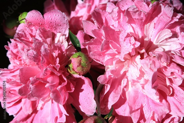 Fototapeta Peonies. Blooming peonies in water drops close-up. Spring flowers. Pink peonies on a black background. Blank for a puzzle and a postcard.
