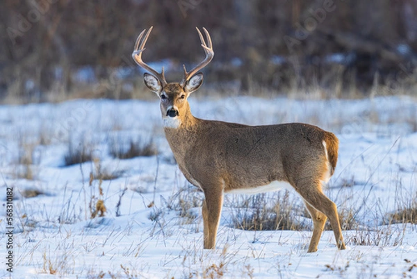 Fototapeta Wild mule deer buck in Cherry Creek State Park near Denver, Colorado. 