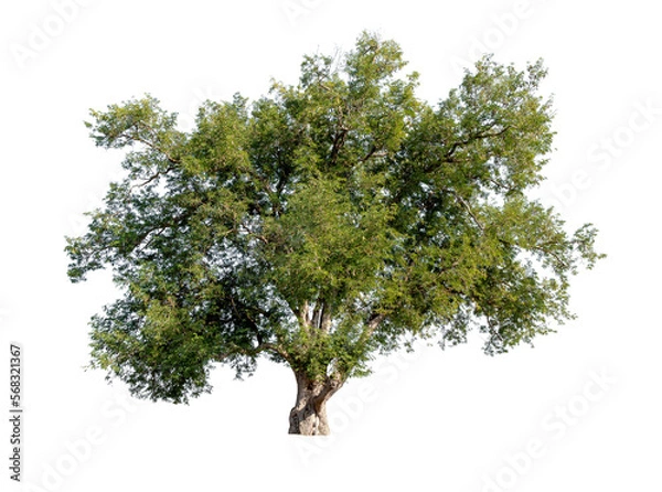Fototapeta Isolated single tree greenery botanical